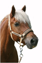 Haflinger Wallach mit selbstgen�htem Halfter