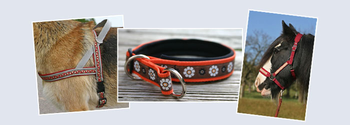 Hundehalsband, Geschirr und Stallhalfter